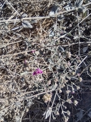 Mirabilis