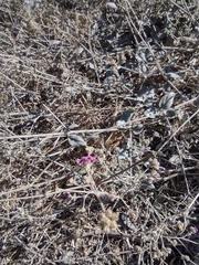 Mirabilis