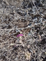 Mirabilis