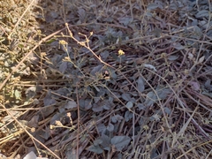 Mirabilis