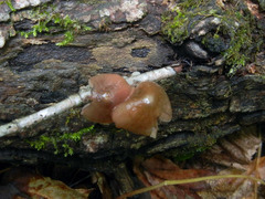 Bolbitius reticulatus