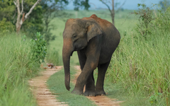 Asian Elephant photo 3