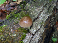 Bolbitius reticulatus