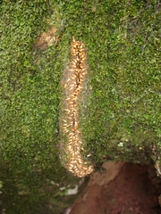 Coptotermes testaceus