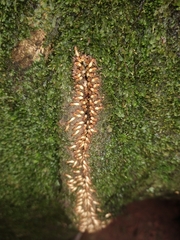 Coptotermes testaceus