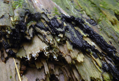 Cribraria cancellata