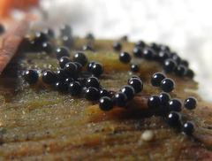 Cribraria cancellata