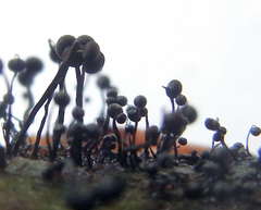 Cribraria cancellata