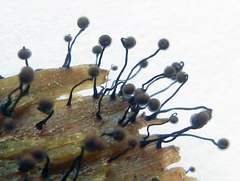 Cribraria cancellata