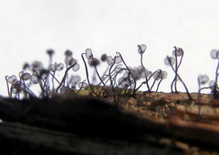 Cribraria cancellata
