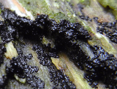 Cribraria cancellata