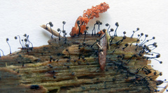 Cribraria cancellata