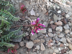 Astragalus suprapilosus