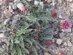 Astragalus suprapilosus