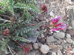 Astragalus suprapilosus