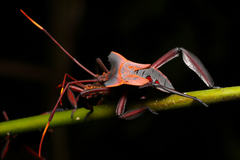 Prionolomia