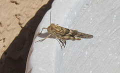 Trimerotropis pallidipennis