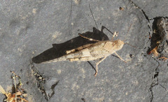 Trimerotropis pallidipennis