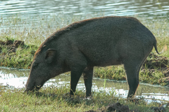 Sus scrofa affinis