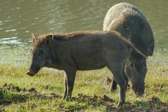 Sus scrofa affinis