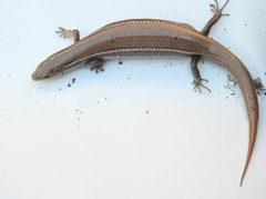 Plestiodon septentrionalis obtusirostris