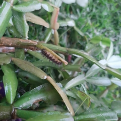 Acraea horta