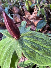 Trillium sessile