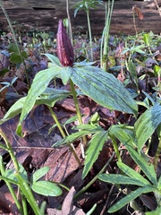 Trillium sessile
