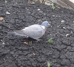 Columba palumbus
