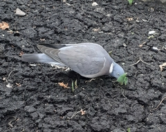 Columba palumbus