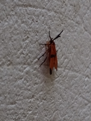 Correbidia terminalis