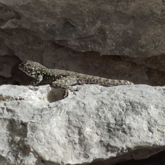Ptyodactylus puiseuxi