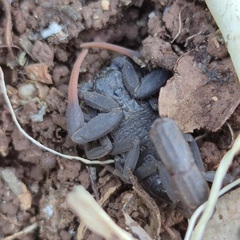 Hottentotta judaicus