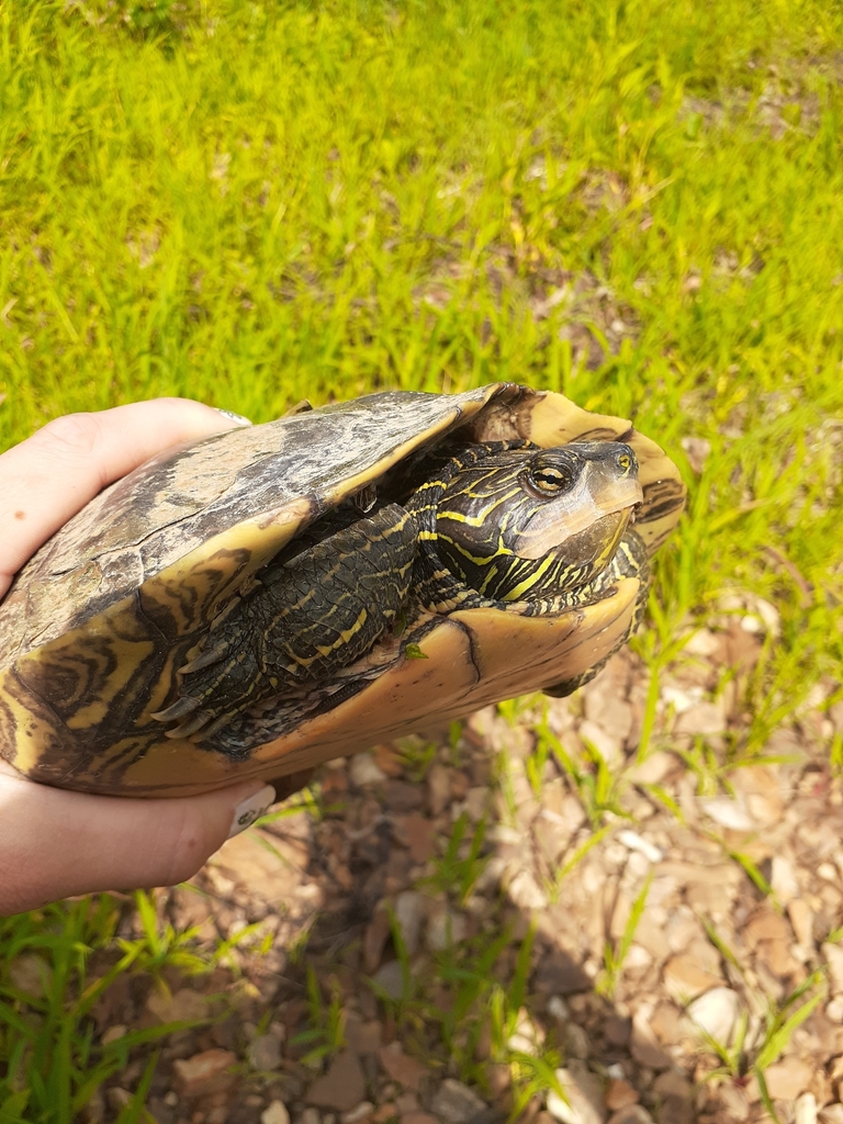 Northern Map Turtle in June 2021 by Mallorie · iNaturalist