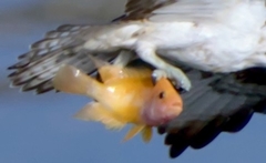 Amphilophus citrinellus