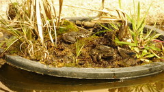 Pelophylax perezi