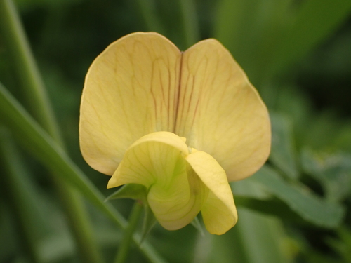 Lathyrus annuus image