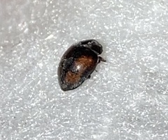 Scymnus subvillosus