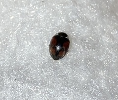 Scymnus subvillosus