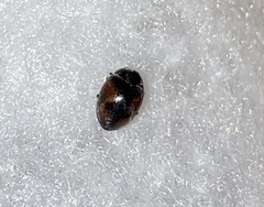 Scymnus subvillosus