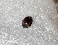 Scymnus subvillosus