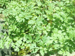 Lithosciadium multicaule