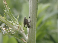 Lixus filiformis