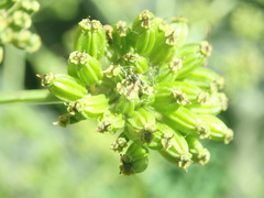 Lithosciadium multicaule