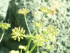 Lithosciadium multicaule