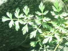 Lithosciadium multicaule