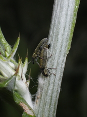 Lixus filiformis