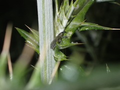 Lixus filiformis
