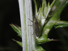 Lixus filiformis