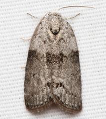 Polygrammate cadburyi
